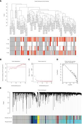 Experimentally validated oxidative stress -associated prognostic signatures describe the immune landscape and predict the drug response and prognosis of SKCM